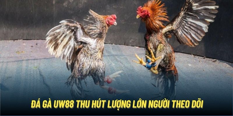 Đá gà UW88 thu hút lượng lớn người theo dõi