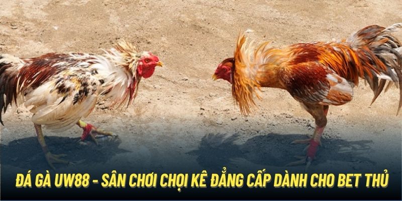 Đá Gà UW88 - Sân Chơi Chọi Kê Đẳng Cấp Dành Cho Bet Thủ