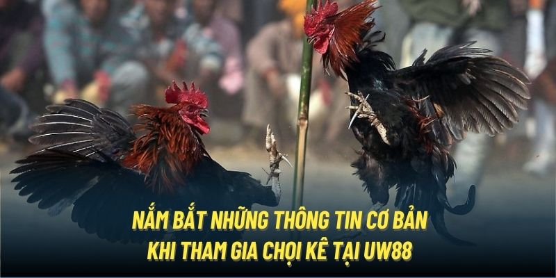 Nắm bắt những thông tin cơ bản khi tham gia chọi kê tại UW88